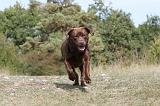 LABRADOR 083